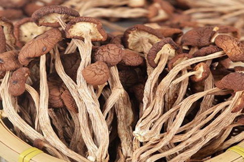 干茶树菇